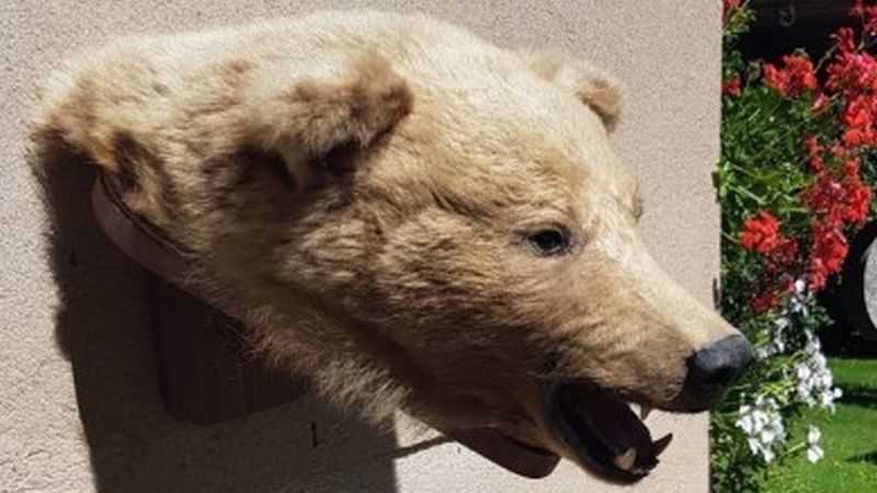 Senior ze Sokolovska prodával hlavu kriticky ohroženého medvěda